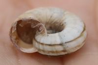 Cernuella aginnica