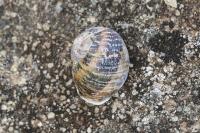 Cornu aspersum