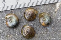 Oxychilus draparnaudi