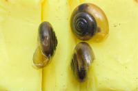 Oxychilus draparnaudi