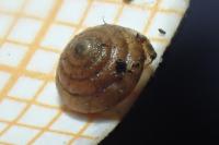 Euconulus fulvus