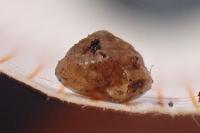 Euconulus fulvus