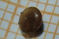 Euconulus fulvus