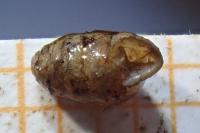 Lauria cylindracea