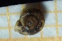 Vallonia costata