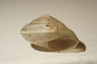 Hygromia cinctella