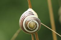 Cepaea hortensis