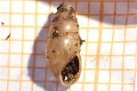 Cochlicopa lubrica