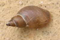 Stagnicola palustris