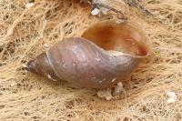 Stagnicola palustris