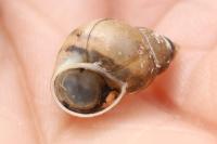 Bithynia tentaculata