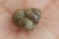 Bithynia tentaculata