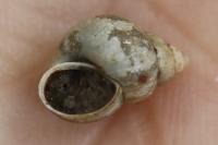 Bithynia tentaculata