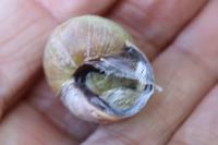 Cepaea nemoralis