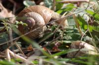 Helix pomatia