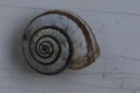 Cernuella aginnica