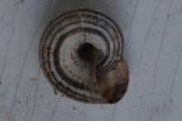 Cernuella aginnica
