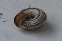 Cernuella aginnica
