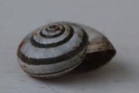 Cernuella aginnica