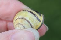 Cepaea nemoralis