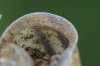 Cepaea nemoralis