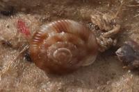 Gonyodiscus rotundatus