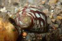 Theodoxus fluviatilis