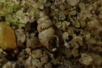 Carychium tridentatum