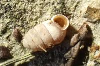 Pupilla muscorum