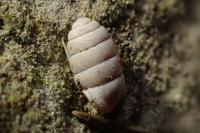Pupilla muscorum