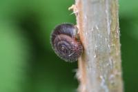 Trochulus hispidus