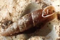 Cochlodina laminata