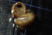 Valvata piscinalis
