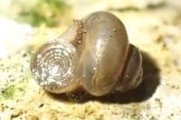 Valvata piscinalis