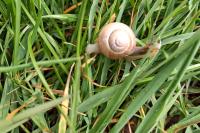Cepaea