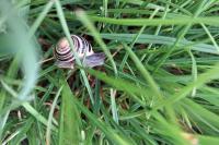 Cepaea