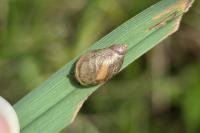Oxyloma elegans