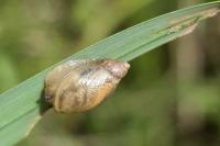 Oxyloma elegans