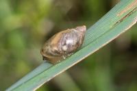 Oxyloma elegans