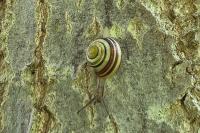 Cepaea hortensis