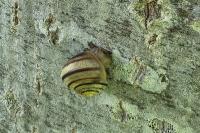 Cepaea hortensis