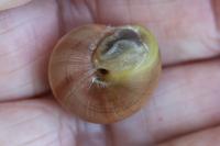 Cepaea hortensis