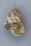 Cochlicella barbara