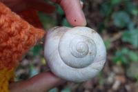 Helix pomatia