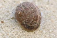 Cornu aspersum