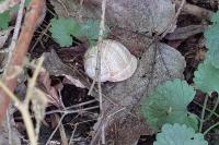 Helix pomatia