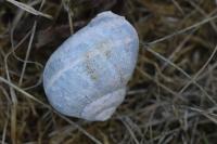 Cornu aspersum