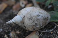 Lymnaea stagnalis