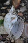 Lymnaea stagnalis