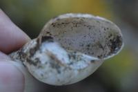 Lymnaea stagnalis